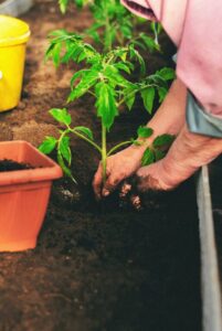 Tips for Creating a Sustainable Home Garden Throughout the Seasons