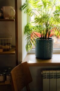 Creating a Relaxing Home with Plants and Natural Light